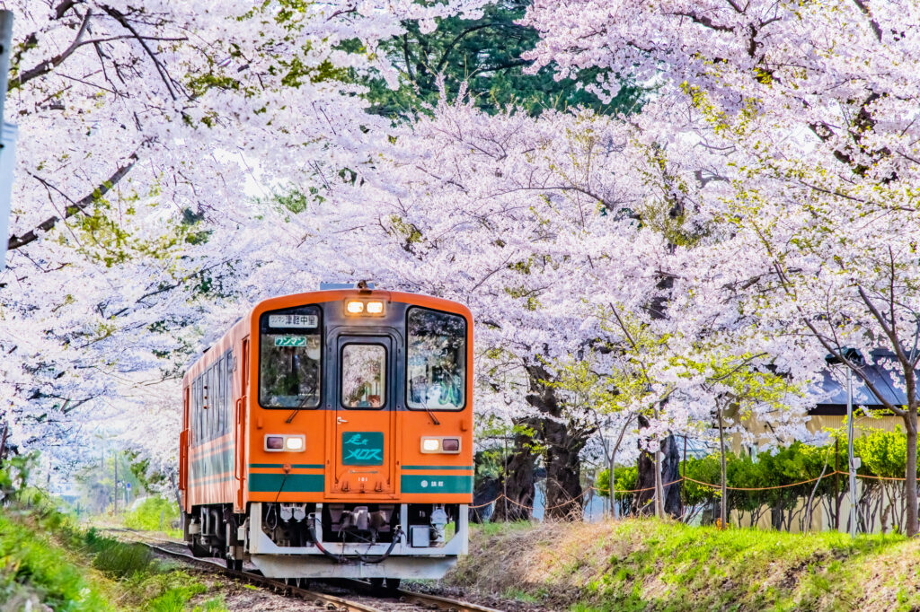 青森県 津軽鉄道　～桜満開の芦野公園～